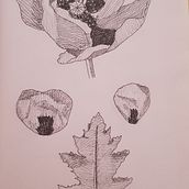 Mi proyecto del curso: Ilustración botánica: del cuaderno a la lámina. Projekt z dziedziny Trad, c, jna ilustracja, Sketching,  R, sunek, R, sunek botaniczn, Sketchbook,  R i sunek atramentem użytkownika Marisol Martinez - 09.06.2022