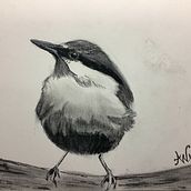 My project for course: Artistic Watercolor Techniques for Illustrating Birds. Traditional illustration, Watercolor Painting, Realistic Drawing, and Naturalistic Illustration project by Amy Werba - 06.10.2022