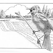 My project for course: Dip Pen and Ink Illustration: Capturing The Natural World. Un proyecto de Bocetado, Dibujo, Dibujo artístico, Sketchbook, Ilustración con tinta e Ilustración naturalista				 de friendlyfox18 - 11.06.2022