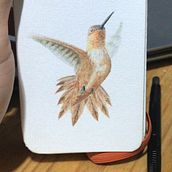 Olhar da onça pintada e voo do beija Flor em aquarela . Traditional illustration, Watercolor Painting, Realistic Drawing, and Naturalistic Illustration project by Halan Medeiros - 06.01.2022