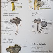 Mein Kursprojekt: Illustration einer naturwissenschaftlichen Zeitschrift Ein Projekt aus dem Bereich Traditionelle Illustration, Aquarellmalerei, Botanische Illustration und Sketchbook von Tanja Ko - 12.06.2022