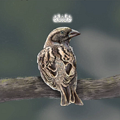 Sparrow Queen. Traditional illustration project by Amber Adendorff - 06.13.2022