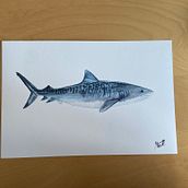 Tigershark. Un projet de Illustration traditionnelle, Conception d'affiches, Illustration numérique , et Manga de peninna_moertl - 13.06.2022