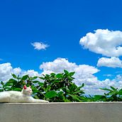 Portafolio . Projekt z dziedziny Fotografia użytkownika Cesar Tello Labra - 02.07.2019