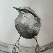 My project for course: Artistic Watercolor Techniques for Illustrating Birds . % Andrea Wohlert tarafından hazırlanan Sulubo, a Resim, Gerçekçi Çizim, Doğalcı İllüstras, Ve on projesi - 06.17.2022