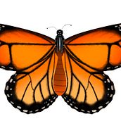 Butterfly. Un projet de Illustration traditionnelle de Athibha Aysha - 16.06.2022