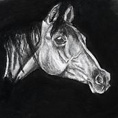 Realisitic horse. Pencil Drawing, and Sketching project by suryansh shekhawat - 06.18.2022