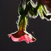 Macro Photography of Flora . % Rachel Oftedahl tarafından hazırlanan Fotoğrafçılık projesi - 06.19.2022