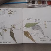 Mi proyecto del curso: Cuaderno botánico en acuarela. Traditional illustration, Watercolor Painting, Botanical Illustration, and Sketchbook project by Gabriela Bejarano Cruz - 06.20.2022