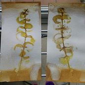 Impresión botánica en textil y papel : jugando y dejándome sorprender  Ein Projekt aus dem Bereich H, werk, Modedesign, DIY, Textilfärbung, Textildruck und Textildesign von Maria Carbó Ponce - 20.06.2022