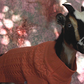 Life of a Goat: Regenerative Farmers. Een project van  Video,  Videobewerking y Audiovisuele productie van Trevor Smith - 21.06.2022