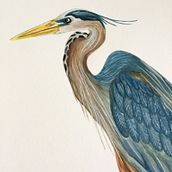 Mi proyecto del curso: Ilustración naturalista de aves con acuarela. Projekt z dziedziny Trad, c, jna ilustracja, Malowanie akwarelą, R, sunek realist, czn, Ilustracja naturalist i czna użytkownika Citlalli Fernández Funes - 23.06.2022