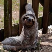 Sloth. Fotografia projeto de Jarod Porras - 26.06.2022