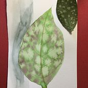 My project for course: Illustrating Nature: A Creative Exploration. Un progetto di Illustrazione tradizionale, Pittura, Disegno, Pittura ad acquerello, Illustrazione con inchiostro e Illustrazione naturalistica di d_garner - 26.06.2022