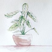 Planta. Un progetto di Pittura ad acquerello di julio_mmolero - 26.06.2022
