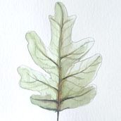 Hoja. Un progetto di Pittura ad acquerello di julio_mmolero - 26.06.2022