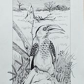 Mijn project van de cursus: Illustratie met een kroontjespen en inkt: leg de natuur vast. Sketching, Drawing, Artistic Drawing, Sketchbook, Ink Illustration, and Naturalistic Illustration project by Esther van der Meer - 06.27.2022