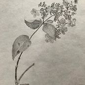 Nature Studies in an Introductory Drawing Course. Drawing project by Janice Sina - 06.28.2022