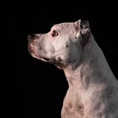 My project for course: Introduction to Dog Photography. Photograph, Portrait Photograph, Studio Photograph, Documentar, Photograph, Lifest, le Photograph & Interior Photograph project by Kaél Escobar - 06.29.2022
