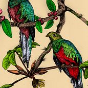 Mi proyecto del curso: Ilustración naturalista con bolígrafo (Quetzales). Traditional illustration, Drawing, Realistic Drawing, and Naturalistic Illustration project by Jacobo Vanegas Herrera - 06.29.2022