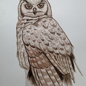 Ilustración naturalista de aves: Tucúquere. Projekt z dziedziny Trad, c, jna ilustracja, Malowanie akwarelą, R, sunek realist, czn, Ilustracja naturalist i czna użytkownika Malory Zamora Ramírez - 30.06.2022