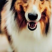 My project for course: Expressive Animal Portraits in Watercolor. Un proyecto de Ilustración tradicional, Pintura a la acuarela, Dibujo realista e Ilustración naturalista				 de johndoyle44 - 30.06.2022