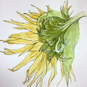 Sunflower. Un progetto di Pittura ad acquerello di Tina - 22.10.2020