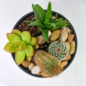 MIS JARDINES FAVORITOS. Interior Design, L, scape Architecture, Decoration, DIY, Floral, Plant Design, Arts, and Crafts project by mirthacarrero - 07.01.2022