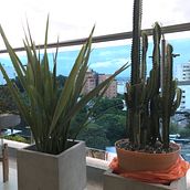 Cactus y flores. Un proyecto de Paisajismo de Ilse Vasquez - 02.07.2022