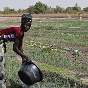 Mi proyecto del curso: Mujeres agricultoras de Casamance (Senegal) Ein Projekt aus dem Bereich Fotografie, Bildbearbeitung, Außenfotografie und Dokumentarfotografie von comunicacion_recasens - 09.07.2022