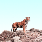 Mi proyecto del curso: Fotomontaje e ilustraciones fantásticas en Photoshop. Photograph, Collage, Photo Retouching, Digital Illustration, Photographic Composition, and Photomontage project by martasantamariapz - 07.10.2022