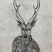 Mi proyecto del curso: Ilustración naturalista de animales con Procreate. Un proyecto de Ilustración tradicional, Ilustración digital, Dibujo realista e Ilustración naturalista				 de Tania Cotillas - 10.07.2022