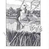 My project for course: Dip Pen and Ink Illustration: Capturing The Natural World: Paroaria coronata. Un progetto di Bozzetti, Disegno, Disegno artistico, Sketchbook, Illustrazione con inchiostro e Illustrazione naturalistica di Marcos Ferraz - 10.12.2021
