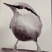 My project for course: Artistic Watercolor Techniques for Illustrating Birds. Traditional illustration, Watercolor Painting, Realistic Drawing, and Naturalistic Illustration project by Kerryn Hocking - 07.10.2022