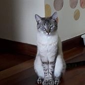 Bolas e bolinhas. Een project van  Beeldende kunst van ana_paula_lemos - 13.07.2022