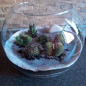 Il mio progetto del corso: Arte vegetale: crea un terrario aperto . Design interior, Arhitectură peisagistică, Decorațiuni, DIY și Design floral și de plante de Gianluca Oteri - 07.13.2022