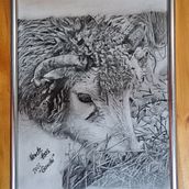 Meine Tiere als Portrait. Fine Arts, and Drawing project by Nanette Haas - 07.14.2022