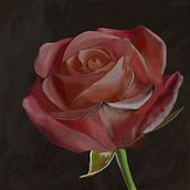 Rose. Un progetto di Illustrazione tradizionale di Shara Hardeson - 14.07.2022