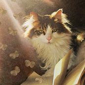 Literary Cat . % Brenda von Lehmden tarafından hazırlanan Fotoğraf Post Prodüksi, on, Fotoğraf Rötuşlama, Dijital Fotoğrafçılık, Fotoğrafik Kompozis, on, Ve Fotomontaj projesi - 07.16.2022