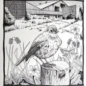 My project for course: Dip Pen and Ink Illustration: Capturing The Natural World. Sketching, Drawing, Artistic Drawing, Sketchbook, Ink Illustration, and Naturalistic Illustration project by Jennie Bibbings - 07.16.2022