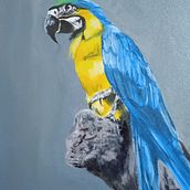 The Macaw. Un projet de Peinture à l'huile de Salil Kamat - 14.07.2022