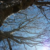 aquarelle, les plantes et la nature. . Ilustrație tradițională de Julie Bois - 07.17.2022