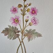 Mi proyecto del curso: Ilustración de la naturaleza con acuarela y plumilla. Traditional illustration, Fine Arts, Painting, Drawing, Watercolor Painting, and Botanical Illustration project by macarena andrea Oyarce Muñoz - 07.02.2022