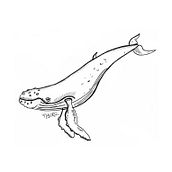 ballena. Un proyecto de Ilustración tradicional de Flavia Oronoz - 19.07.2022