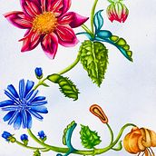 Mi proyecto del curso: Acuarela realista para composiciones botánicas. Un proyecto de Ilustración tradicional, Pintura, Dibujo, Pintura a la acuarela e Ilustración botánica de Silvana Hernandez - 19.07.2022