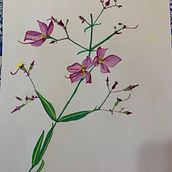 works in watercolor and gouache from classes  Ein Projekt aus dem Bereich Traditionelle Illustration von Marion J Andrews - 19.07.2022