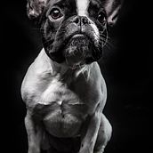 Mi proyecto del curso: Introducción a la fotografía de perros. Photograph, Portrait Photograph, Studio Photograph, Documentar, Photograph, Lifest, le Photograph & Interior Photograph project by arizolalindley - 07.20.2022