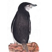 pinguino barbijo en acuarela . Un proyecto de Ilustración tradicional de Sandra Martinez - 21.07.2022
