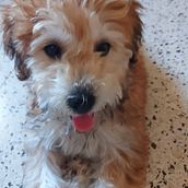  Embroidered Pet Portraits. Een project van Craft van Emna Boukhris - 22.07.2022