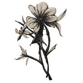 My project for course: Illustrating Nature with Watercolor and Pen. Traditional illustration, Fine Arts, Painting, Drawing, Watercolor Painting, and Botanical Illustration project by Susan Lichter - 07.23.2022